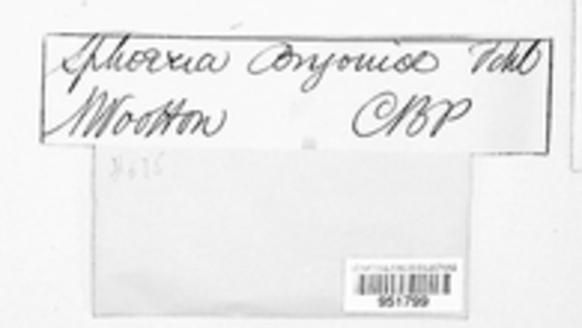 Stagonosporopsis cucurbitacearum image
